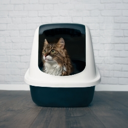Category image: Cat Litter Boxes